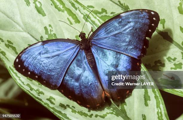 Papillon morpho peleides.