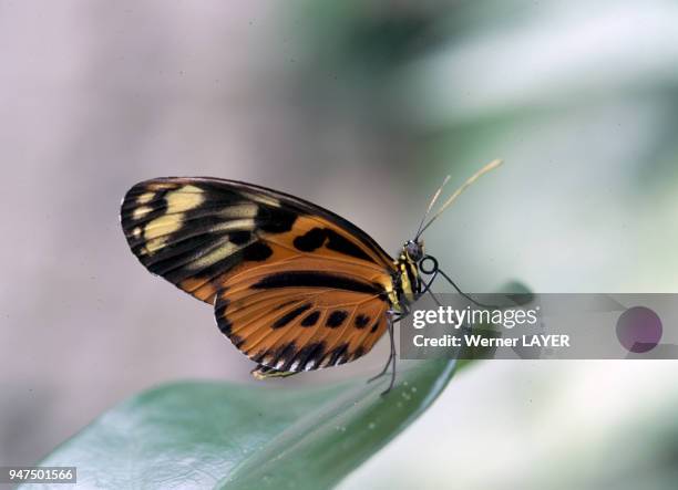 Papillon heliconius.