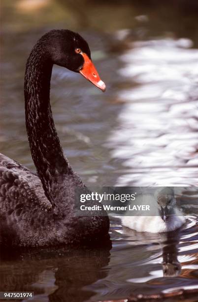 Cygne noir .