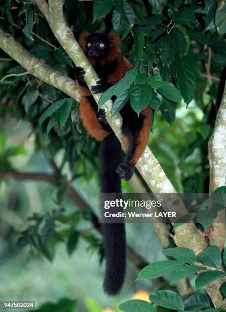Vari Clark 1,174 A Vari Stock Photos, High-Res Pictures, and Images - Getty Images