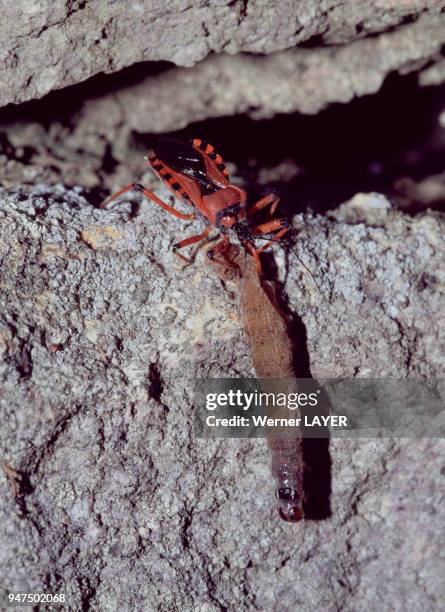 Punaise Rhynocoris annulatus.