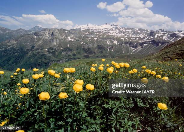 Fleurs de trolle d'Europe .