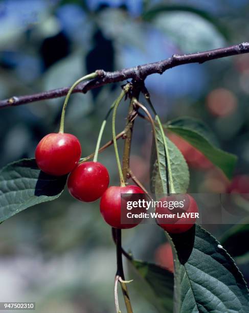 Cerises sur une branche de cerisier .