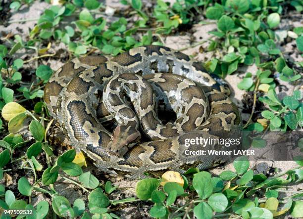 Python Moulure Python Molurus Photos and Premium High Res Pictures - Getty Images