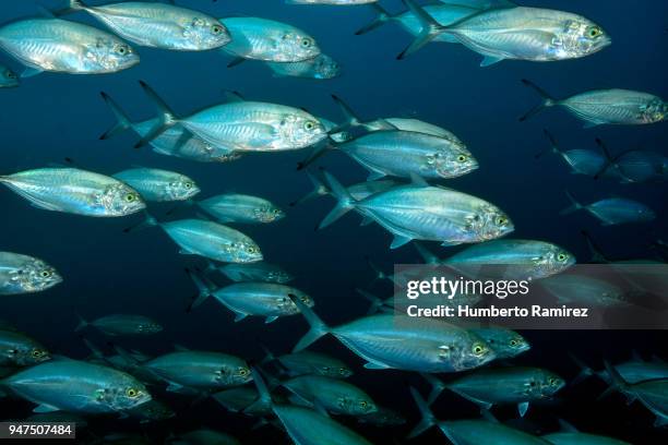 blue runners. - blue runner fish stock pictures, royalty-free photos & images