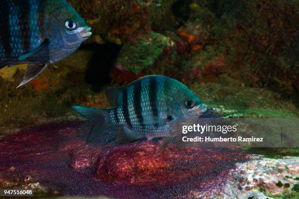 sergeant major. - sergeant major fish stock pictures, royalty-free photos & images