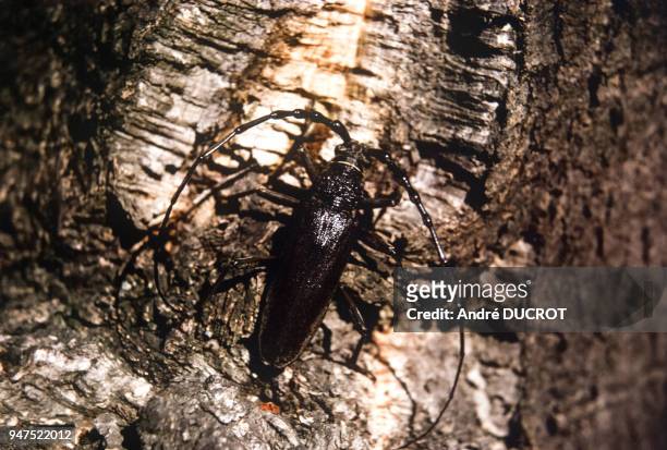 Capricorne du chêne mâle sur le tronc d'un chêne-liège, France.