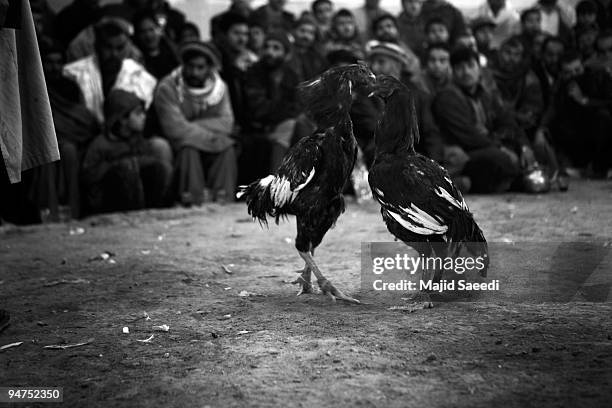 Afghan men attend a cock-fighting tournament on a cold winter's day in Kabul, December 18, 2009 in Kabul, Afghanistan. Cock fighting, a popular game...