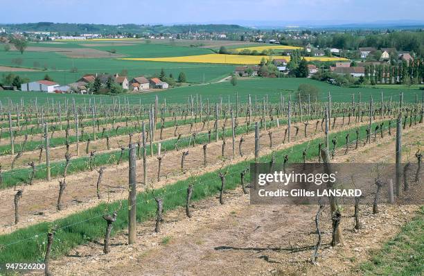 Le musée de la vigne retrace l'histoire du vin de Saint-Pourçain. Le vignoble de Saint-Pourçain est l'un des plus anciens de France;dès le moyen-âge,...