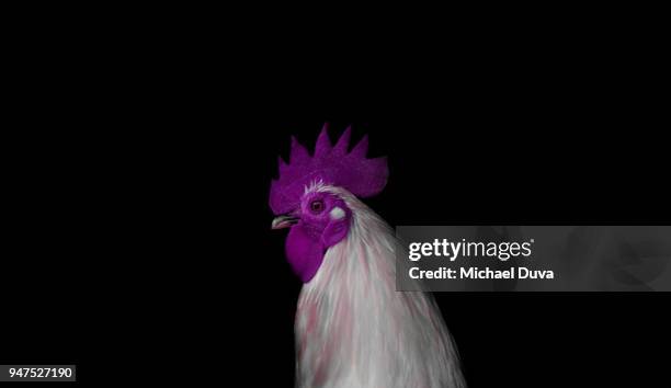 portrait of a chicken on black background - year of the rooster stock pictures, royalty-free photos & images