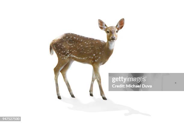 portrait of a deer on white background - white tailed deer stock-fotos und bilder