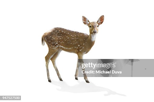 Portrait of a Deer on White background