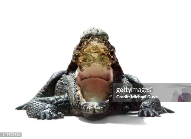 portrait of a crocodile on white background - crocodile family stock-fotos und bilder