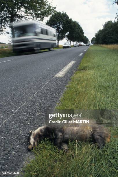 France, Touraine, spring, summer badger died at the end of a road.