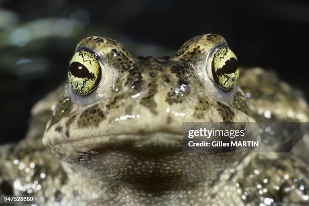 France, regional nature parc of Brenne, spring and summer, the natterjack toad, Bufo calamita, it is found in western and central Europe: from the...