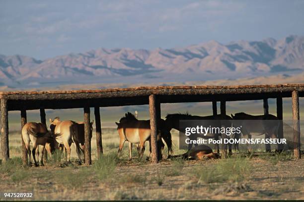 REINTRODUCTION DU CHEVAL DE PRZEWALSKI EN MONGOLIE DU CAUSSE MEJEAN A LA RESERVE NATURELLE DE SERIIN NURUU - SEPTEMBRE 2004 SEPTEMBRE 2004 CHEVAUX SE...