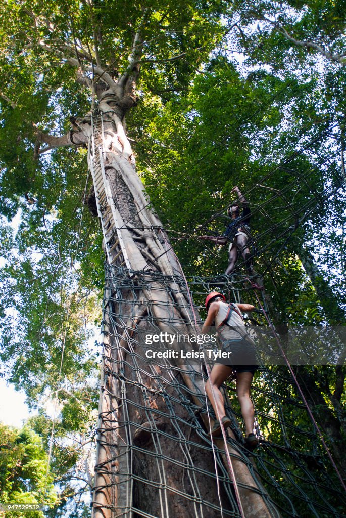 Jungle High Ropes Treks using zip lines and ropes in the jungle on the island of... News ...