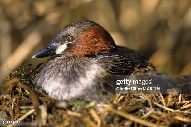 Regional Nature Park of Brenne, France, little grebe in the nest. The grebe pair builds its nest on a platform of floating vegetation, preferably...