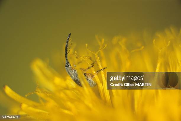 Touraine, France, Spring, close shot of a weevil in a flower.