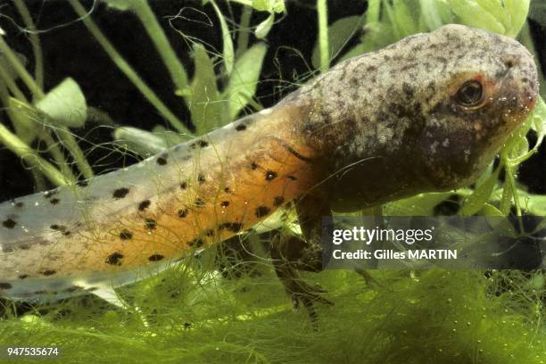 France, regional nature parc of Brenne, spring and summer, pollywag of natterjack toad, Bufo calamita, it is found in western and central Europe:...