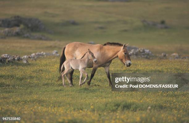 JUMENT ET POULAIN DE PRZEWALSKI SE DEPLACANT DANS LES FLEURS - CAUSSE MEJEAN - LOZERE - FRANCE - PRINTEMPS.