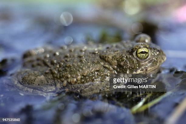 France, regional nature parc of Brenne, spring and summer, the natterjack toad, Bufo calamita, it is found in western and central Europe: from the...