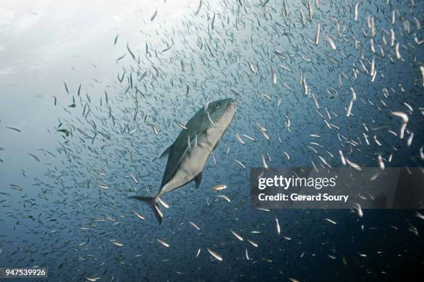 a bluefin trevally hunting in a school of fish - bluefin trevally stock pictures, royalty-free photos & images