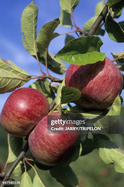 Pomme de Graine variety, apples of Maison du Verger, orchard conservatory, Le Roc farm, Delices de Gresigne, Le Mas, Puycelsi, Tarn, Midi-Pyrenees,...