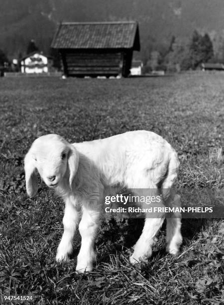 Jeune agneau dans un pré en France.