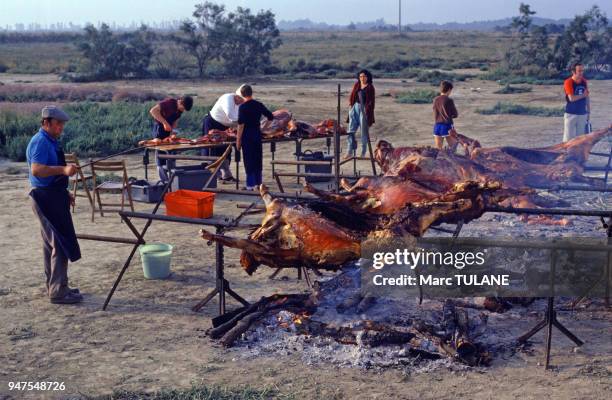 Cuisson de taureaux à la broche en Camargue, dans les Bouches-du-Rhône, France.