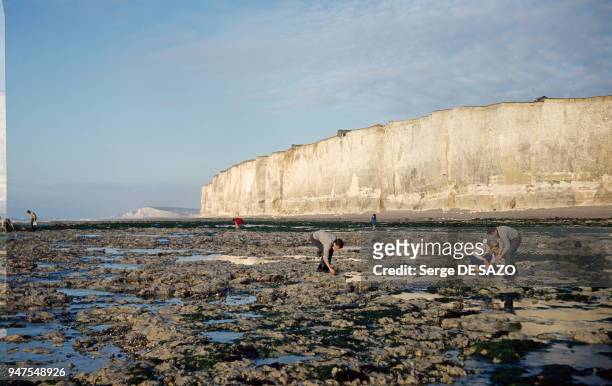 Ramassage de fruits de mer devant une falaise de calcaire en Normandie, en France.