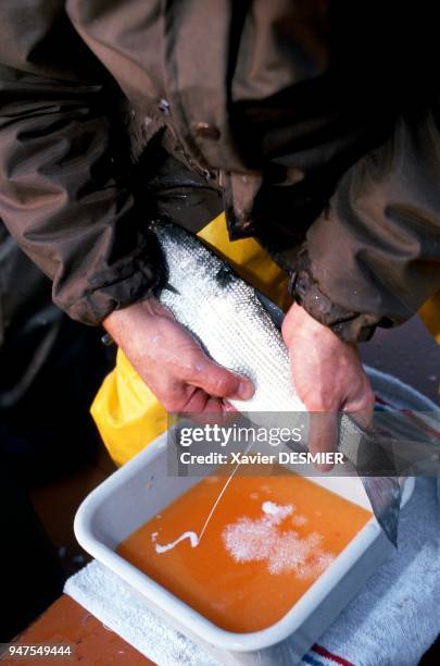 France, Haute-Savoie, Le lac d'Annecy, Haute-Savoie, Alpes, France. Des pêches "exceptionnelles" au moment du frai de novembre à décembre permettent...