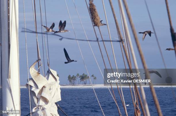 The sailing boat Rara Avis arriving at the Clipperton atoll located in the eastern Pacific , 690 nautical miles from Acapulco. The Clipperton atoll...