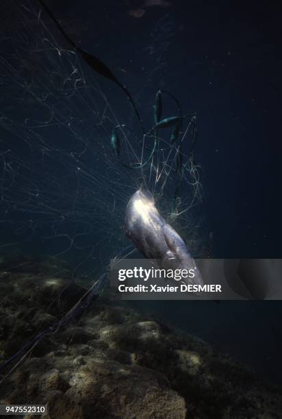 Capture d'une truite dans un des lacs Merlet pour une étude scientifique, dans le parc national de la Vanoise, en Haute-Savoie, France.