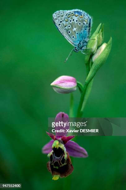 France, Haute-Savoie, Le lac d'Annecy, Haute-Savoie, Alpes, France. Une orchidée, l'ophrys bourdon ou frelon et un papillon diurne l'azuré . Le...