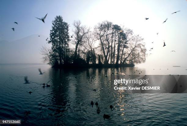 France, Haute-Savoie, Le lac d'Annecy, Haute-Savoie, Alpes, France. L'île aux cygnes en hiver, un havre de paix pour la gente ailée. Le lac offre un...