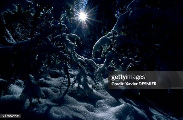 France, Haute-Savoie, Le lac d'Annecy, Haute-Savoie, Alpes, France. La forêt du Semnoz aux porte de la ville d'Annecy est une aubaine pour les...