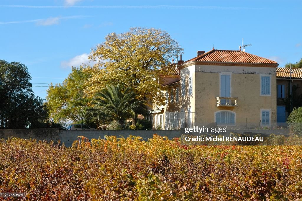 VINEYARDS WITH ROWS OF GRAPE VINES IN AUTUMN, LA CADIERE D'AZUR, BANDOL, VAR, FRANCE