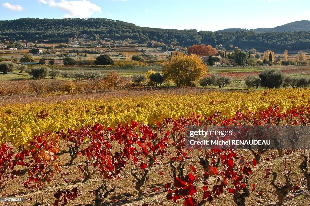VINEYARDS WITH ROWS OF GRAPE VINES IN AUTUMN, LA CADIERE D'AZUR, BANDOL, VAR, FRANCE