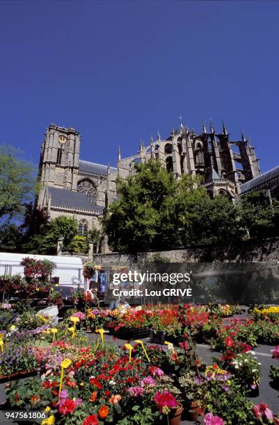 FRANCE LA SARTHE LE MANS CATHEDRALE ST JULIEN ET LE MARCHE DES JACOBINS J AI L AUTORISATION DU FLEURISTE POUR TOUTES UTILISATIONS FRANCE LA SARTHE LE...