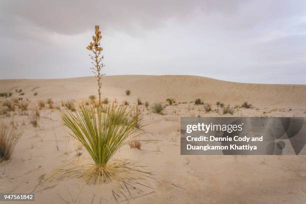 soap tree yucca plants - alamogordo stock pictures, royalty-free photos & images