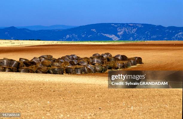 FRANCE.PROVENCE.ALPES DE HAUTE-PROVENCE . VILLAGE OF VALENSOLE AND VICINITY. AFTER DISTILLATION OF LAVENDER FLOWERS THE VEGETAL WASTE IS USED AS...