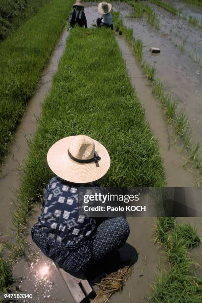 191 Culture Du Riz Photos & High Res Pictures Getty Images
