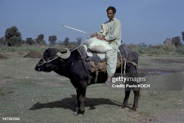 Paysan transportant un sac d'engrais à dos de buffle, au Pakistan.