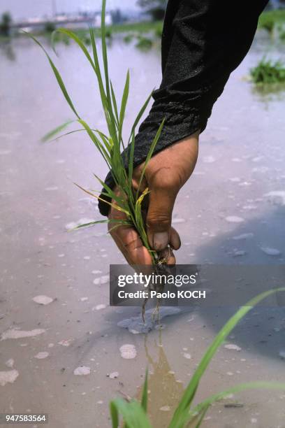 191 Culture Du Riz Photos & High Res Pictures Getty Images