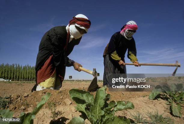 Jardinage dans une ferme expérimentale en Syrie.