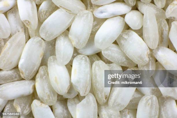 full frame of arborio white rice, macro shot. traditional food. - rundkornsris bildbanksfoton och bilder