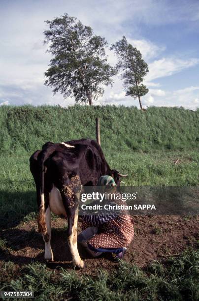 Paysanne trayant sa vache dans la région de Klaipeda, Lituanie.