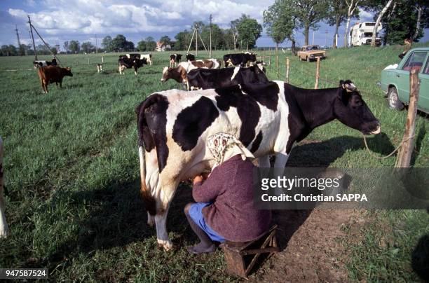 Paysanne trayant sa vache dans la région de Klaipeda, Lituanie.