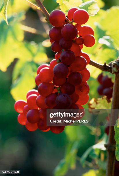 GRAPPE DE RAISIN CHASSELAS ROUGE, HAUT-RHIN, FRANCE.